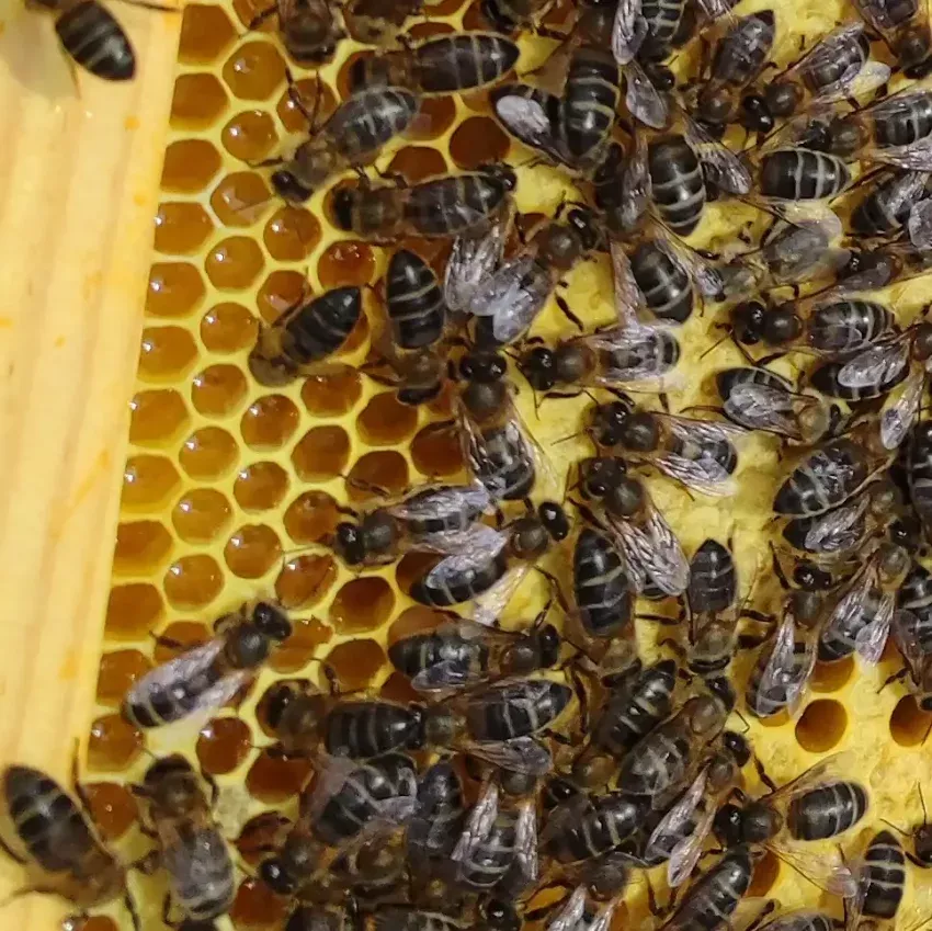 Reinas vírgenes de la raza Apis Mellifera Iberiensis