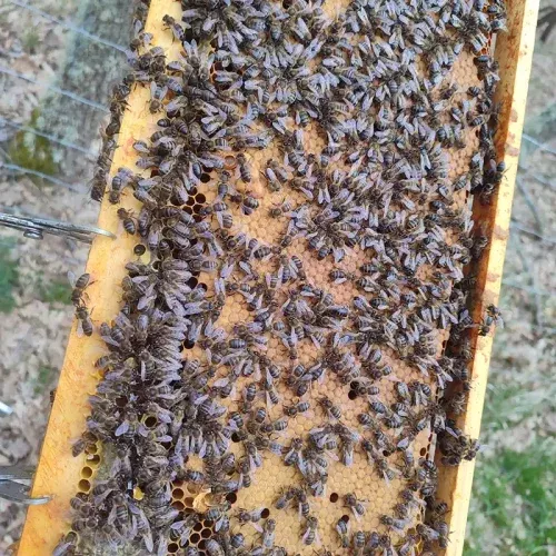 Núcleos