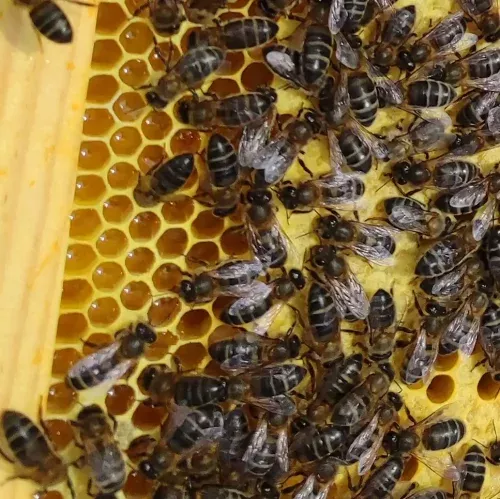 Reinas vírgenes de la raza Apis Mellifera Iberiensis