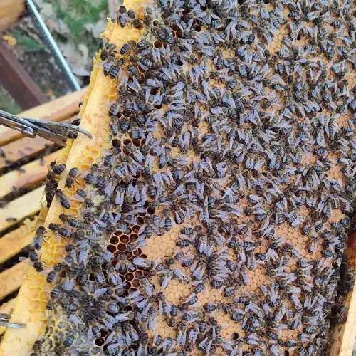 Paquetes de abejas Apis Mellifera Iberiensis