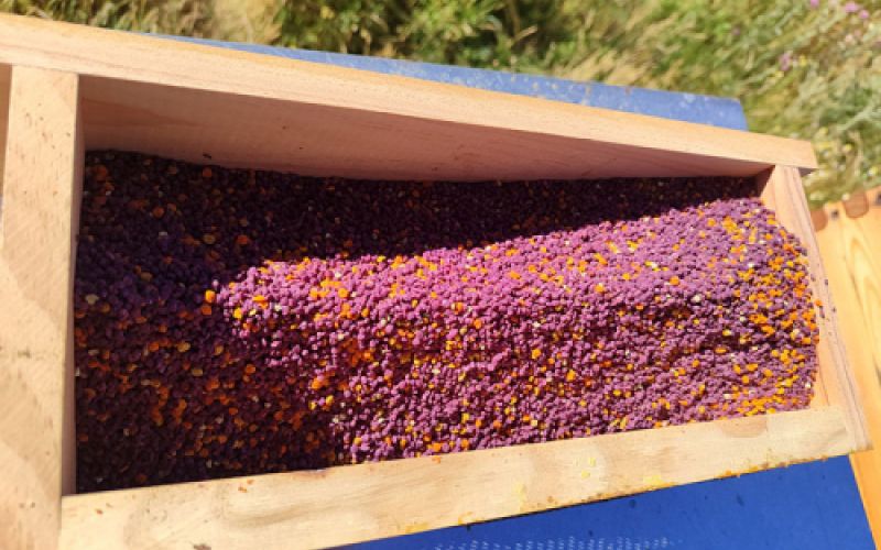 polen de abejas