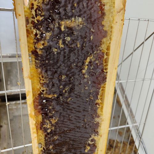 Miel pura de León, compra fácil online