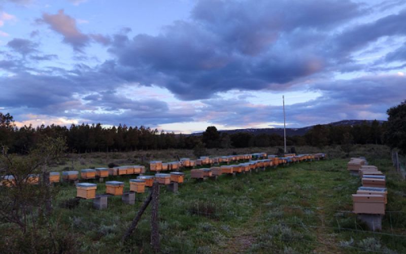 Miel de León con envío a toda España