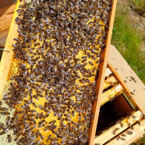 Miel pura de León, venta online