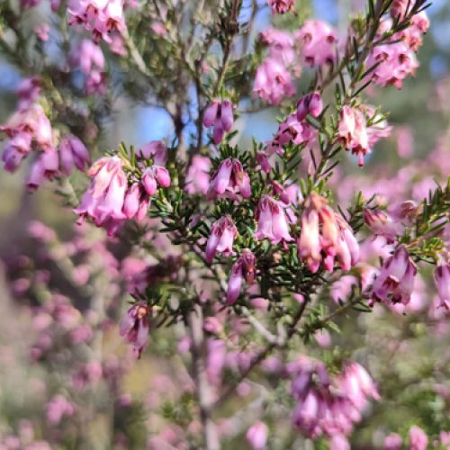 Miel natural de León con envío a casa