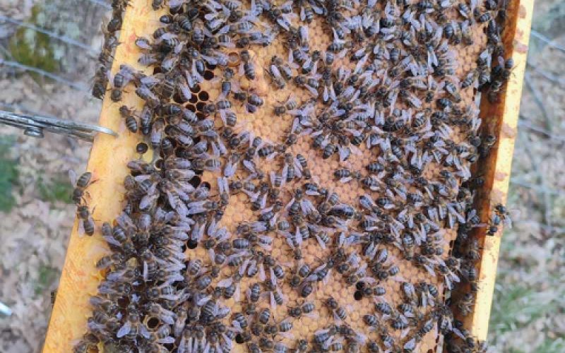 Miel cruda de León para comprar online