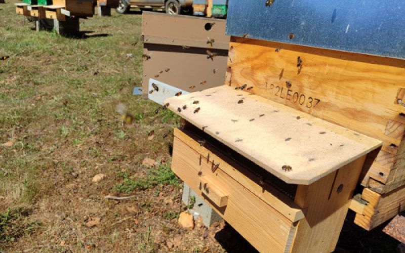 tornera de abejas para apicultura