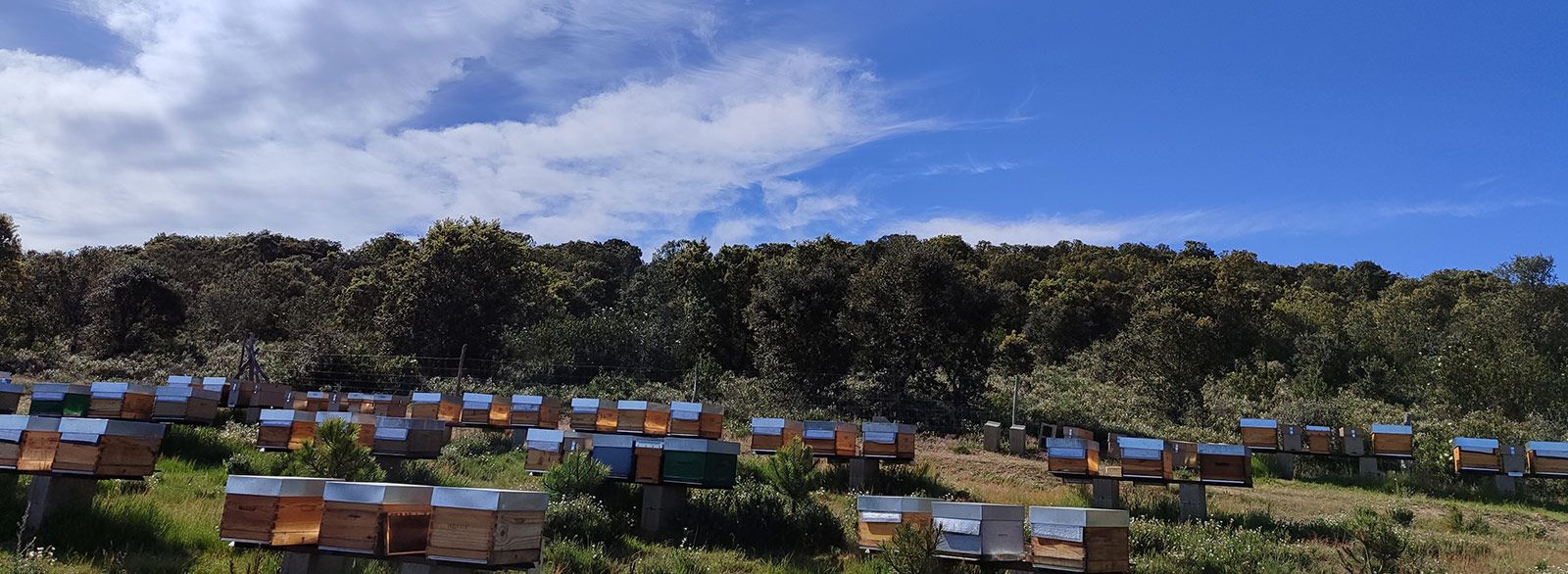Venta de miel de León
