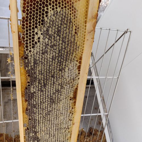 Miel de León a domicilio