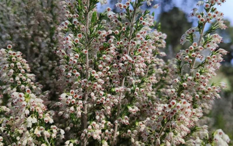 flores de brezo