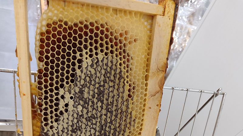 Cera de abeja 