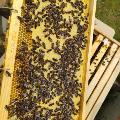 Miel auténtica de León, compra online