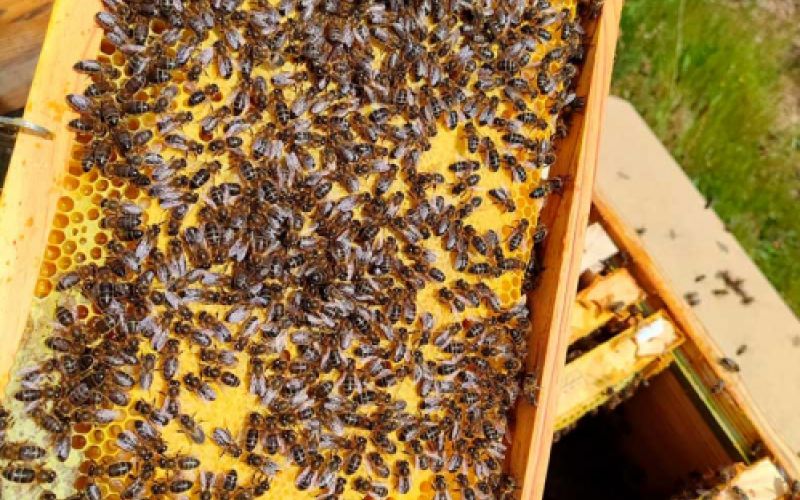 nucleo de abejas