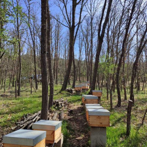 Compra miel cruda de León online