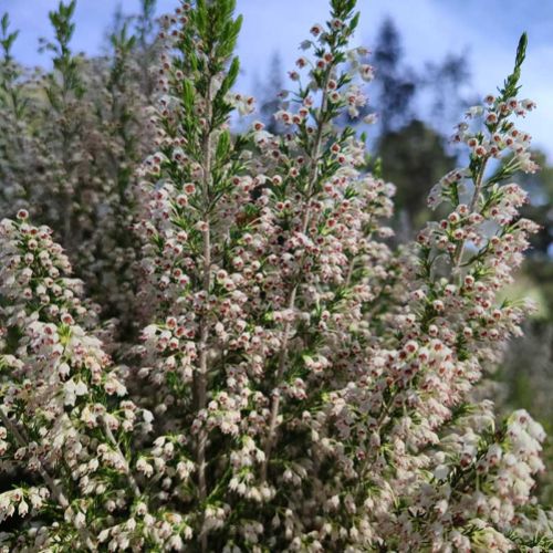 Miel leonesa de calidad, venta online