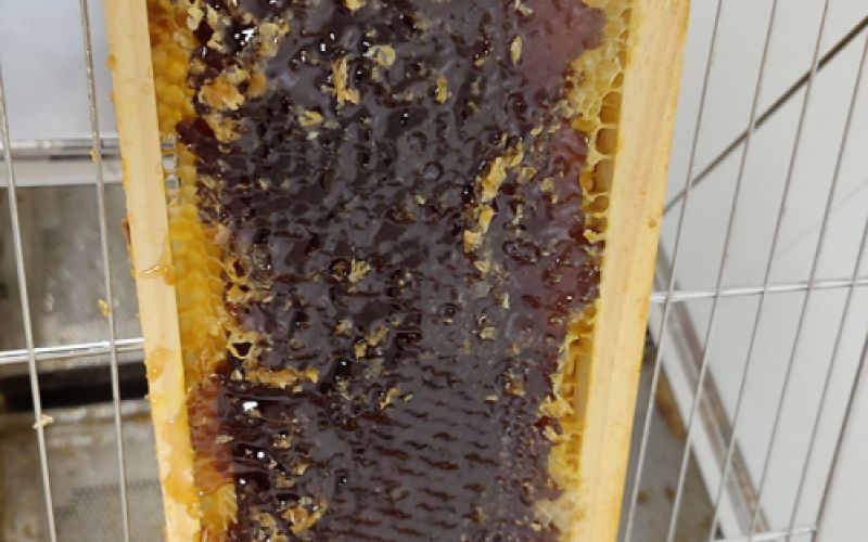 Miel pura de León, compra fácil online