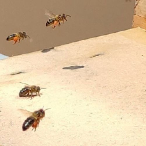 Venta de miel natural de León por internet