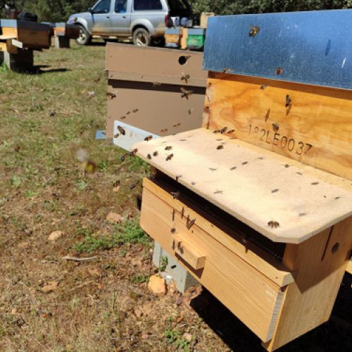 Miel natural de León, compra directa