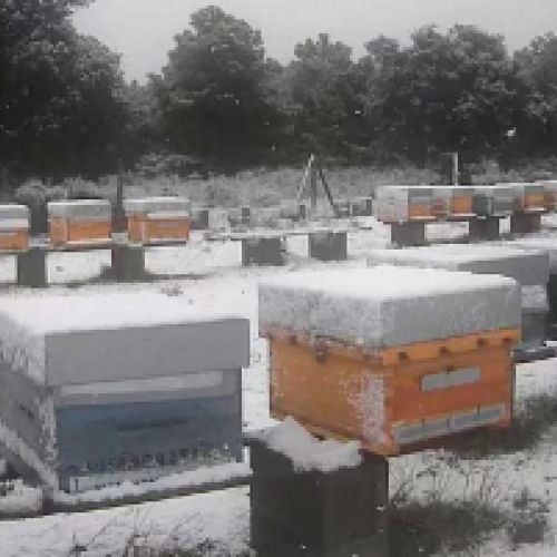 Miel de León 100% natural, venta online