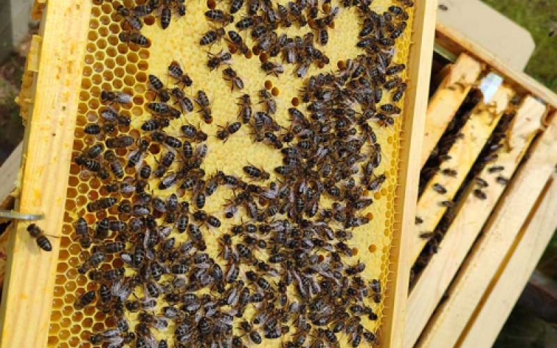 Miel auténtica de León, compra online