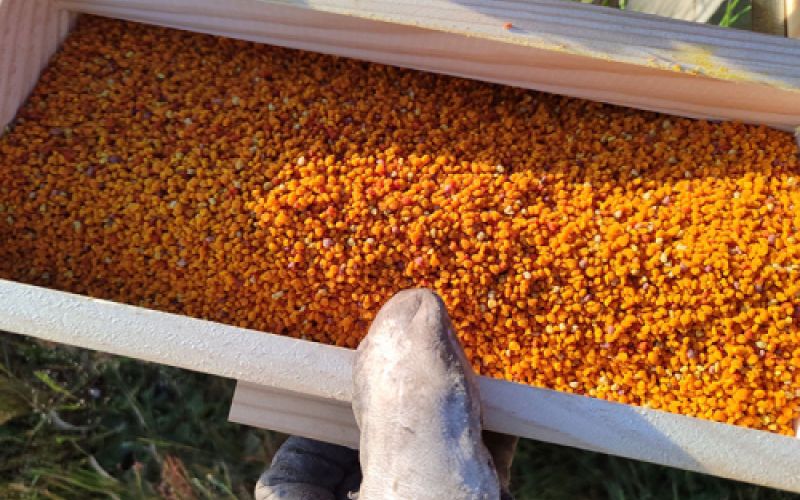 Miel de León de apicultura sostenible