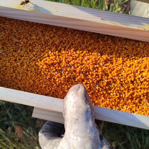 Miel de León de apicultura sostenible