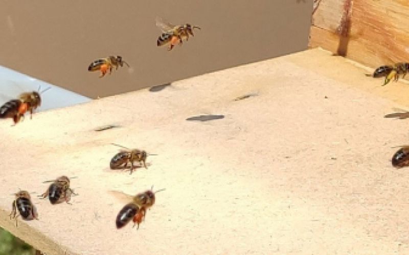 abejas para apicultura