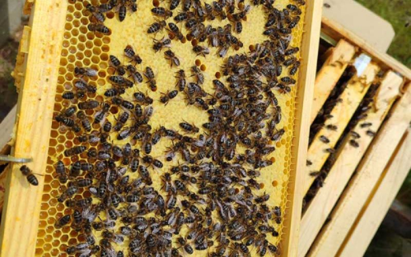 panel de abejas de colmena