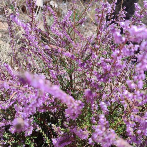 Adquiere miel de León directamente del apicultor