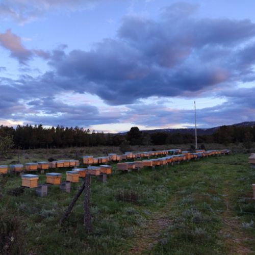 Miel de León con envío a toda España