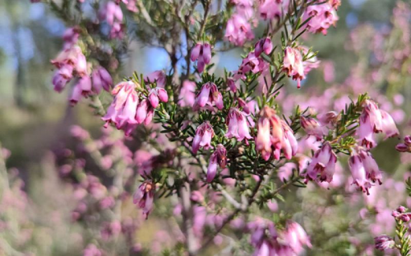 Miel natural de León con envío a casa
