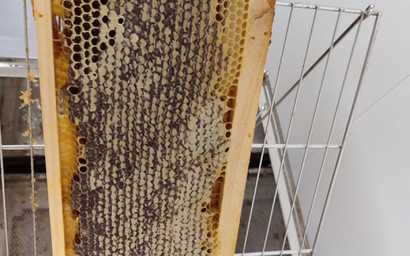 cera de panel de abejas