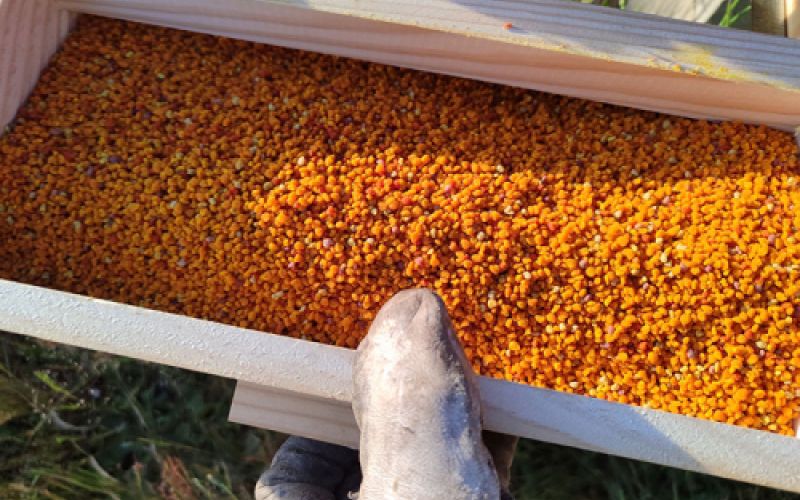 polen de abejas de apicultura